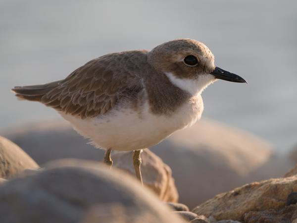 Greater sand plover (Charadrius leschenaultii)